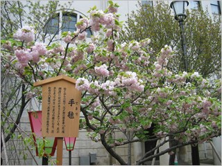 造幣局桜